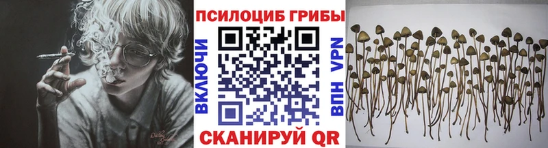 KRAKEN как войти  Тара  Галлюциногенные грибы MAGIC MUSHROOMS 